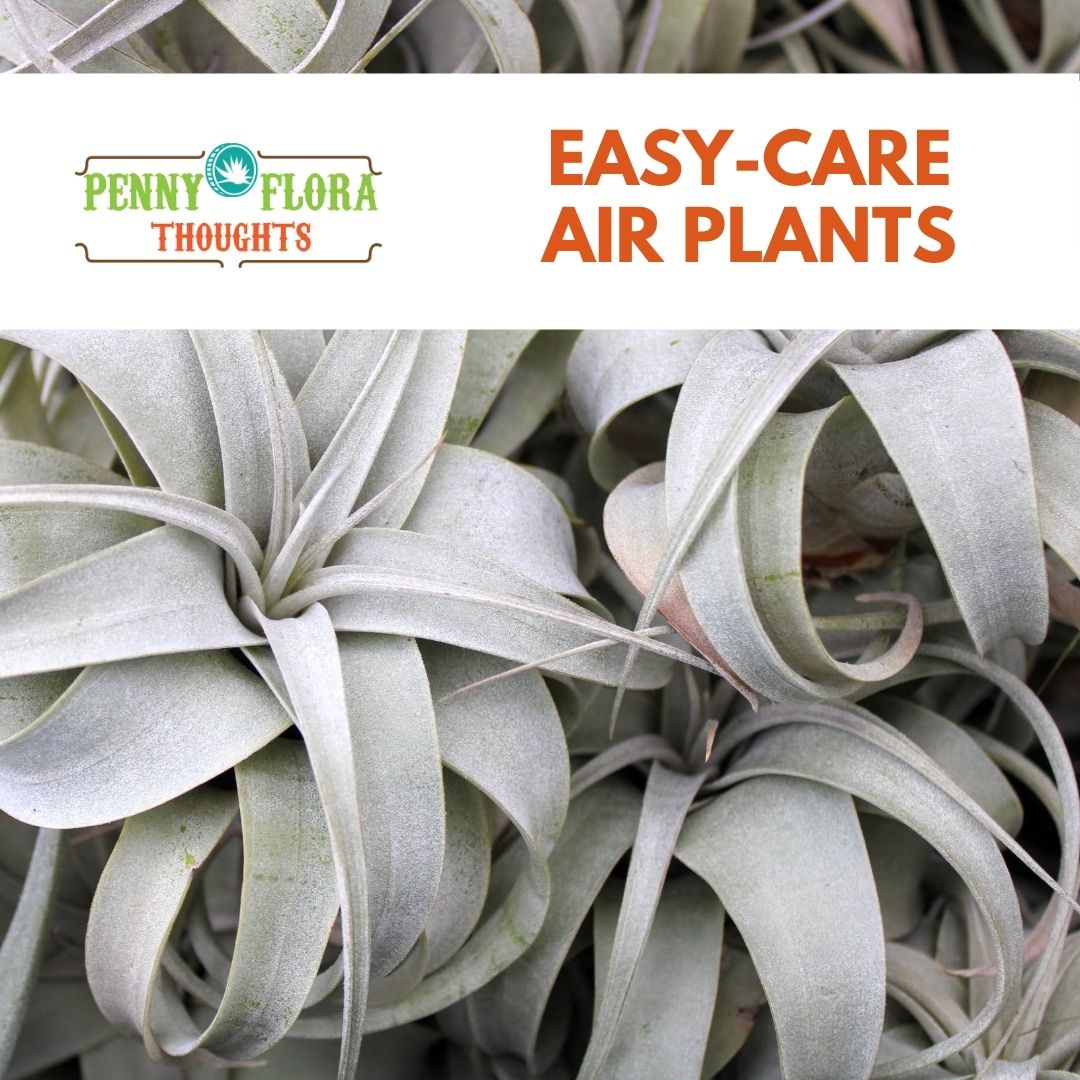 Easy-Care Air Plants