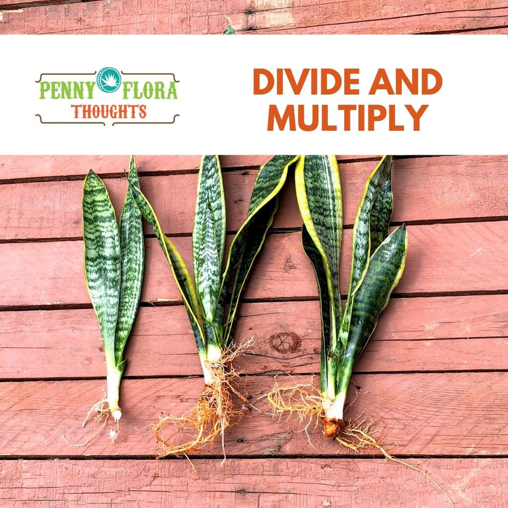 Divide and Multiply