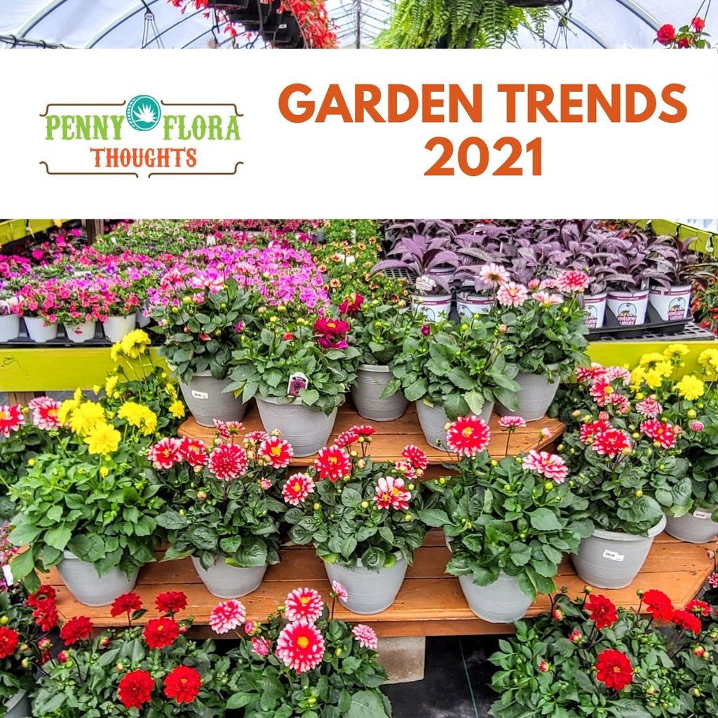 Garden Trends 2021: New Plants for Colorful Curbsides, Pollinator Gardens and Green Indoors