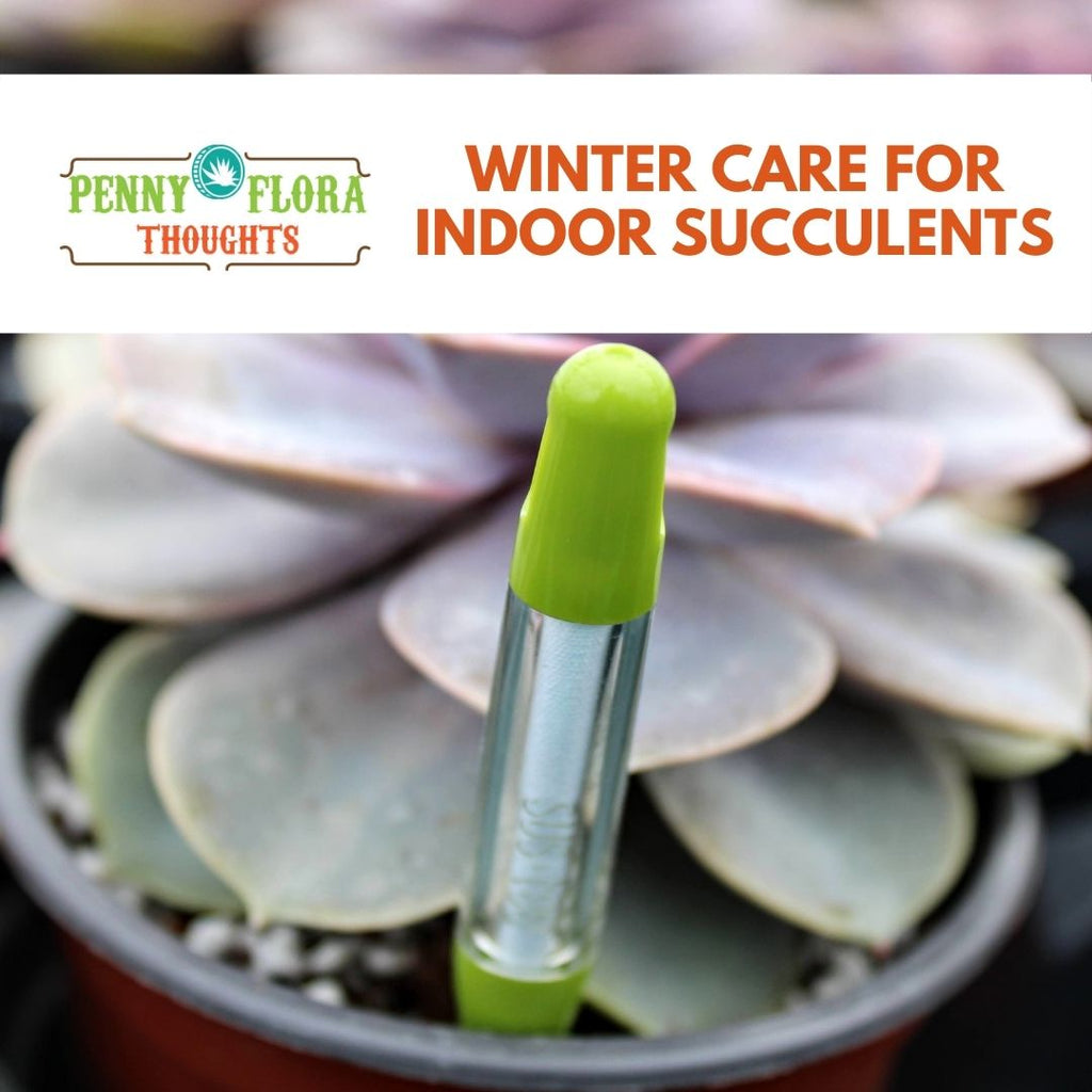 Winter Care for Indoor Succulents