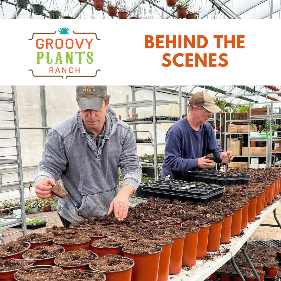 Behind the Scenes