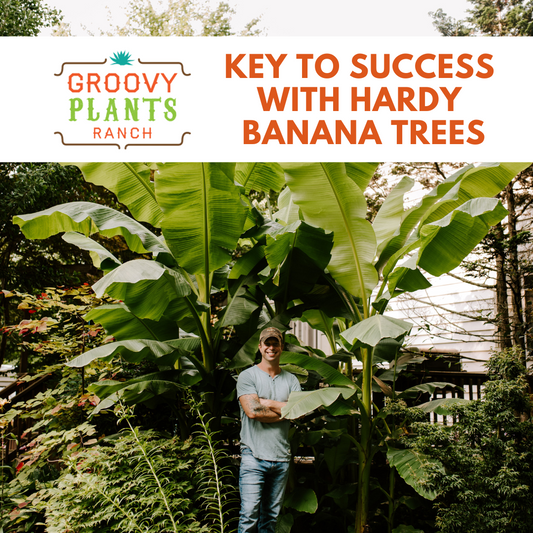 Key to Success With Hardy Banana Trees