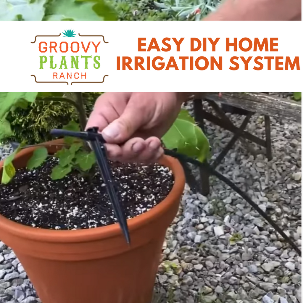 Easy DIY Home Irrigation System
