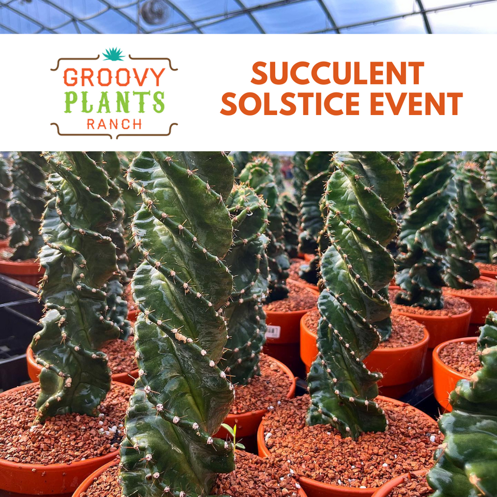 🌵🌞😎Succulent Solstice Preview with Jared