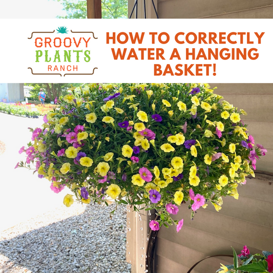 How to Correctly Water a Hanging Basket!