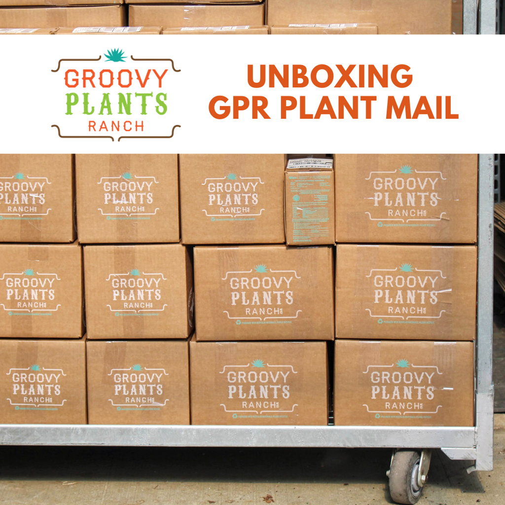 Unboxing GPR Plant Mail