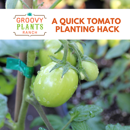 Tomato Planting Hack