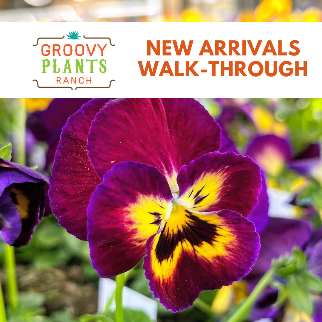 New Arrivals Walk-Through