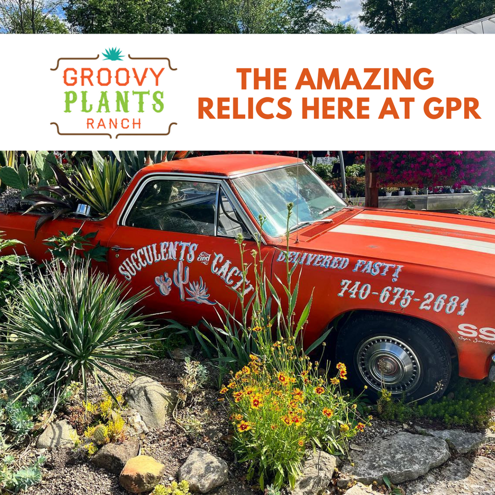 Ranch Videos – The Groovy Plants Ranch LLC