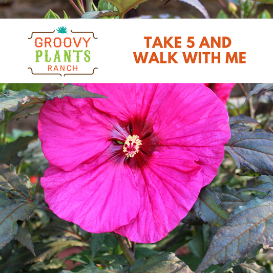 🌺☕️😎Take 5 and walk with me