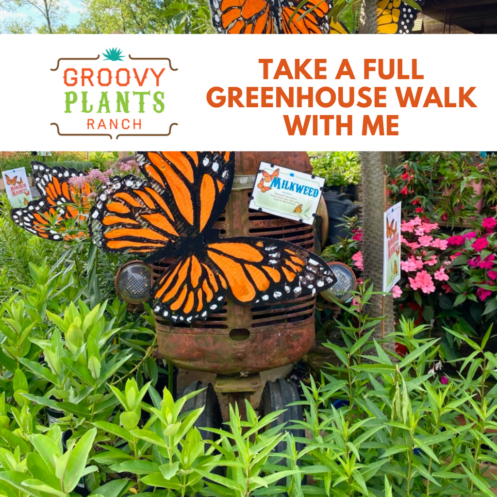 👀🌵✌️Take a full greenhouse walk with me
