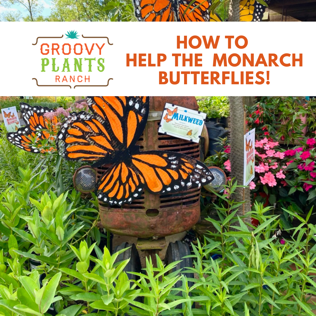 How to Help the Monarch Butterflies!