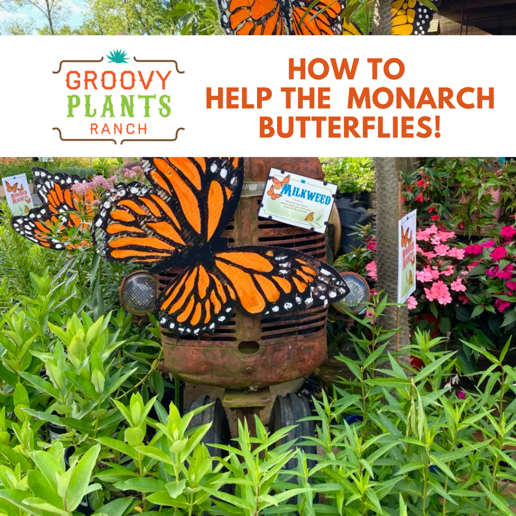 How to Help the Monarch Butterflies!