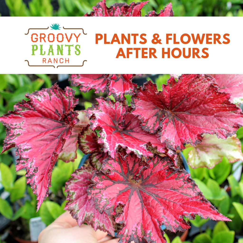 Plants & Flowers After Hours