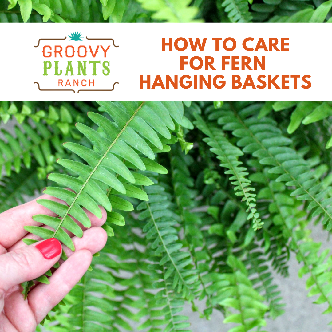 How to Care for Fern Hanging Baskets