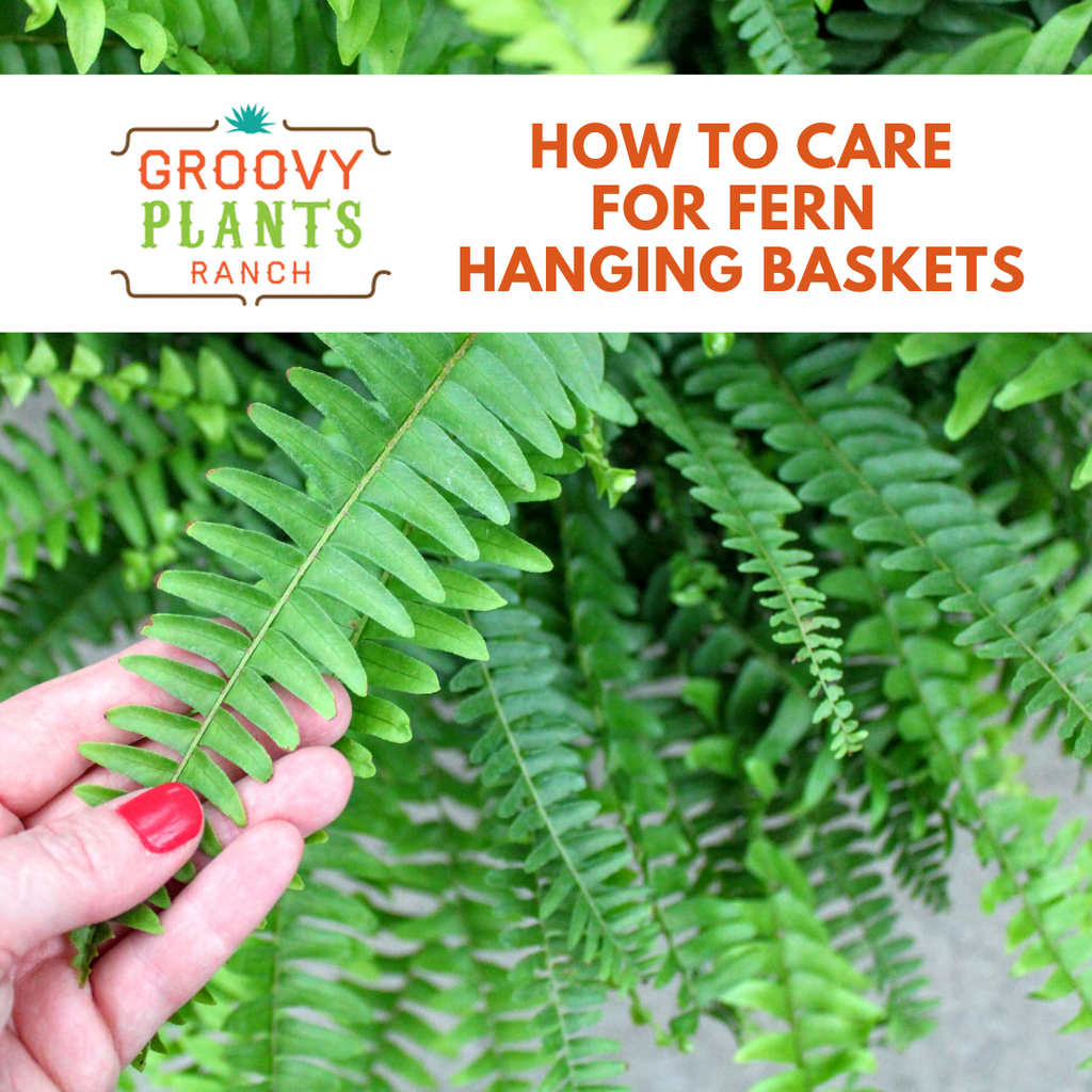 How to Care for Fern Hanging Baskets