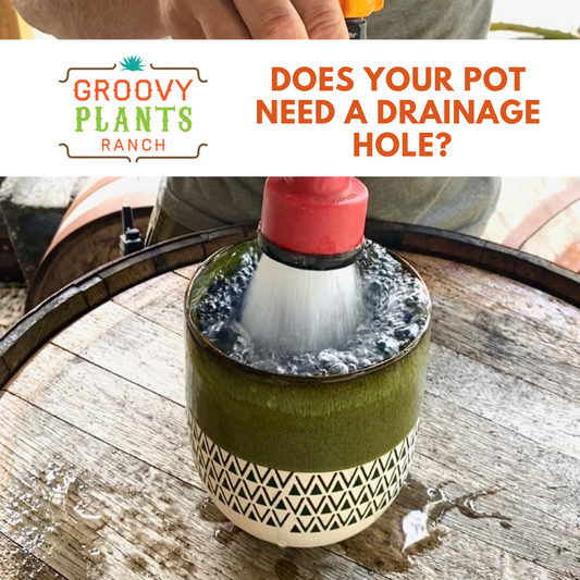 Does Your Pot Need a Drainage Hole?