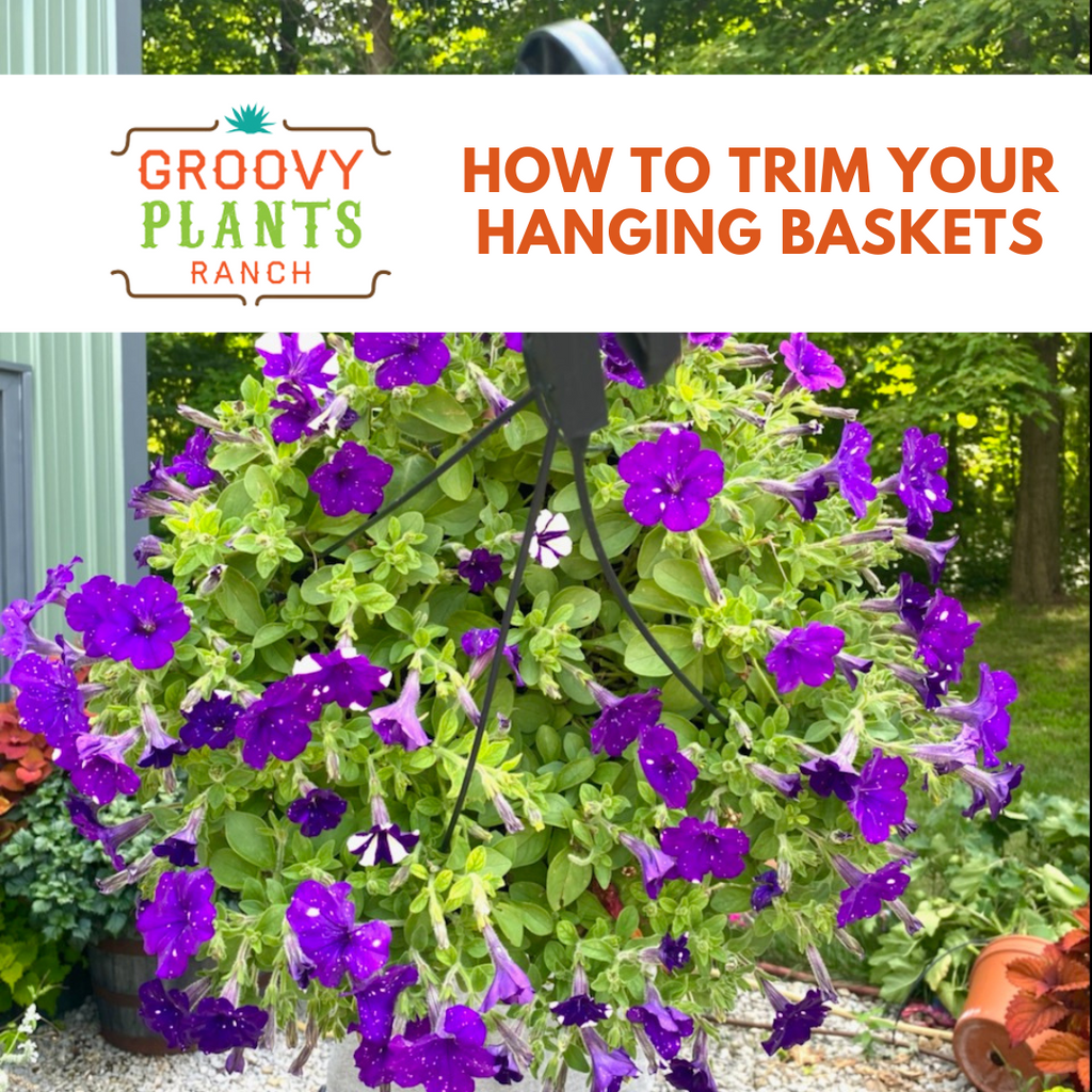 How to Trim Your Hanging Baskets