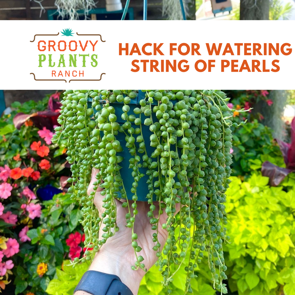 Hack for Watering String of Pearls