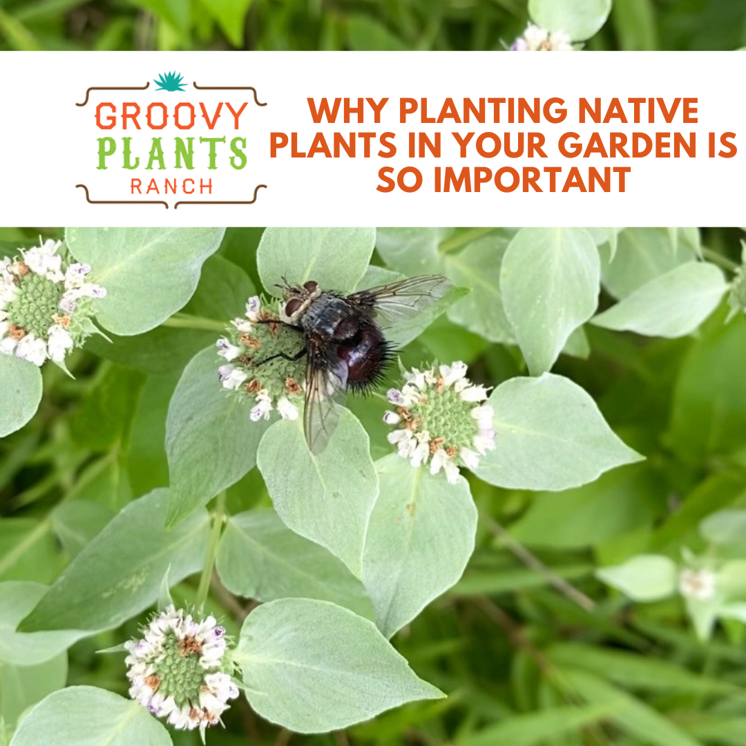 Why Planting Native Plants in Your Garden is so Important