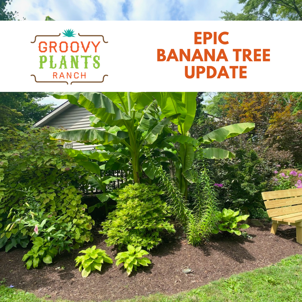 Epic Banana Tree Update