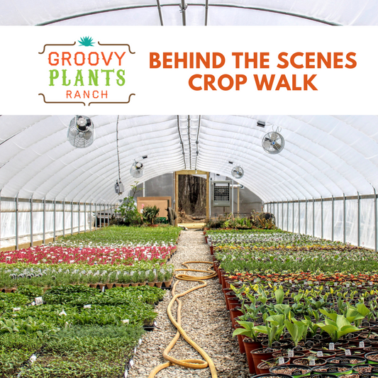 Behind the Scenes Crop Walk