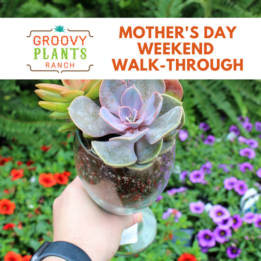 Mother's Day Weekend Walk-Through