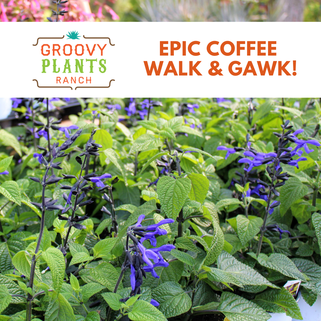 Epic Coffee Walk & Gawk!