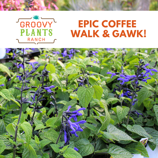 Epic Coffee Walk & Gawk!