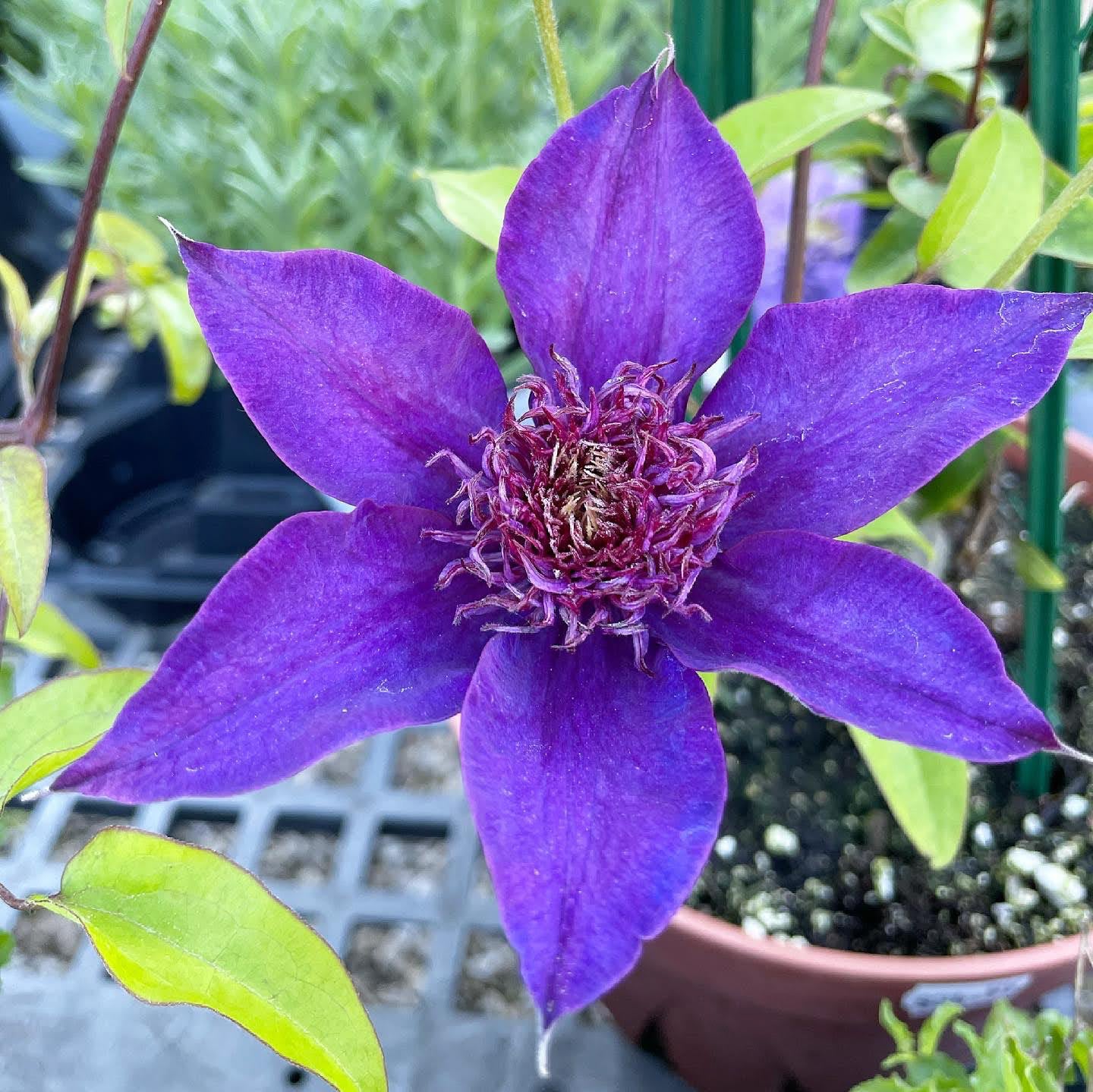 All About Clematis