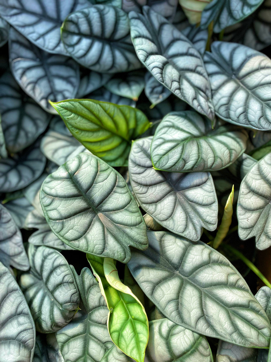 Alocasia baginda 'dragon scale' leaves in various stages of opening