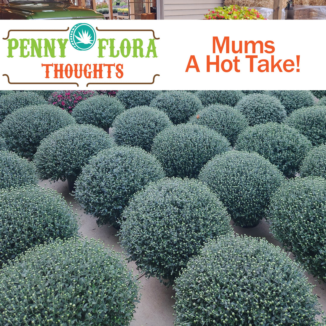 Mums – A Hot Take!
