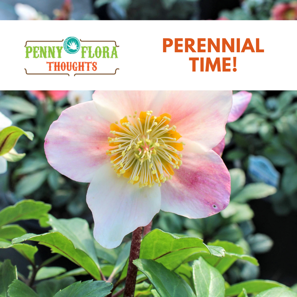 Perennial Time!