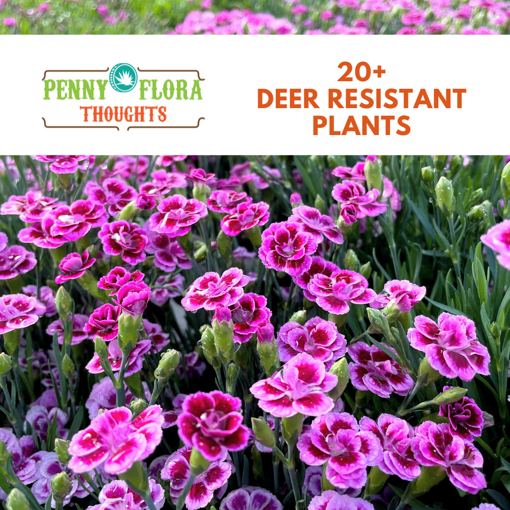 20+ Deer Resistant Plants