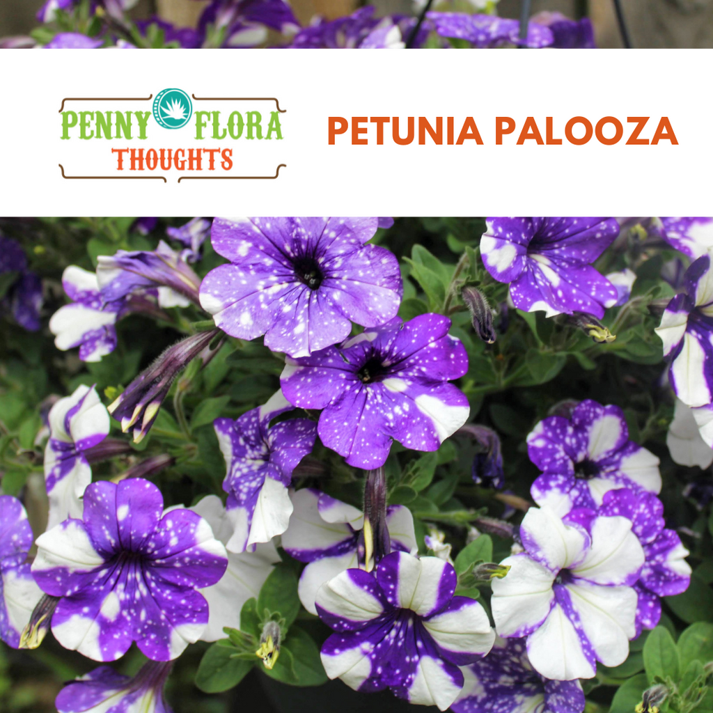Petunia Palooza