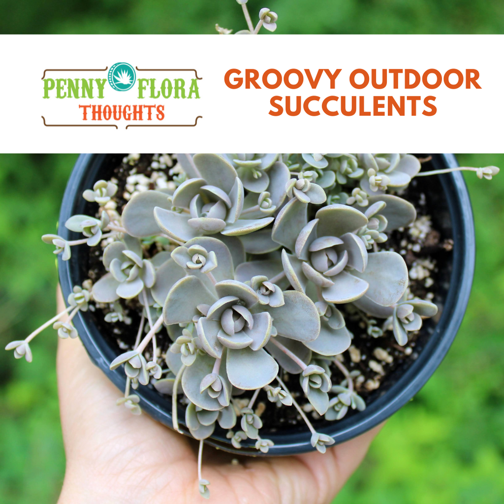 Groovy Outdoor Succulents