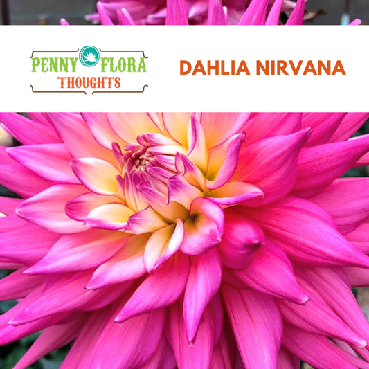 Dahlia Nirvana