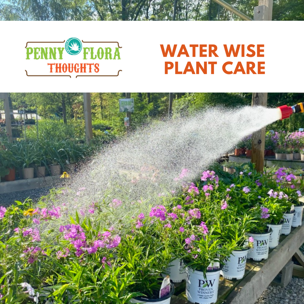 Water Wise Plant Care