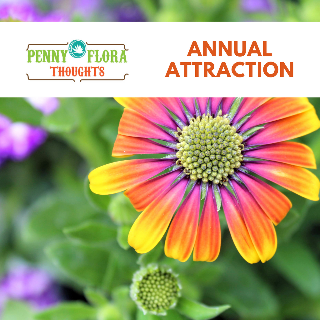 Annual Attraction