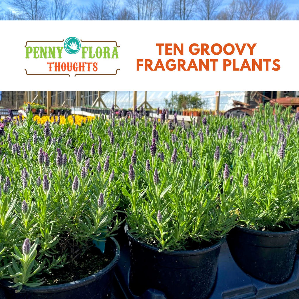 Ten Groovy Fragrant Plants