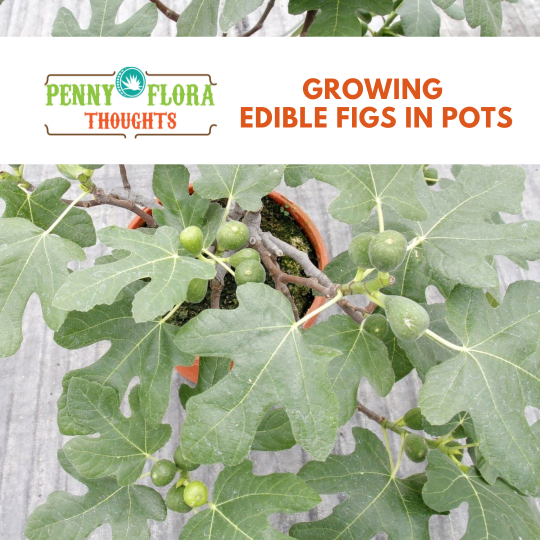 Growing Edible Figs in Pots