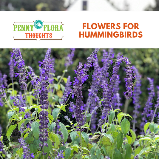 Flowers For Hummingbirds