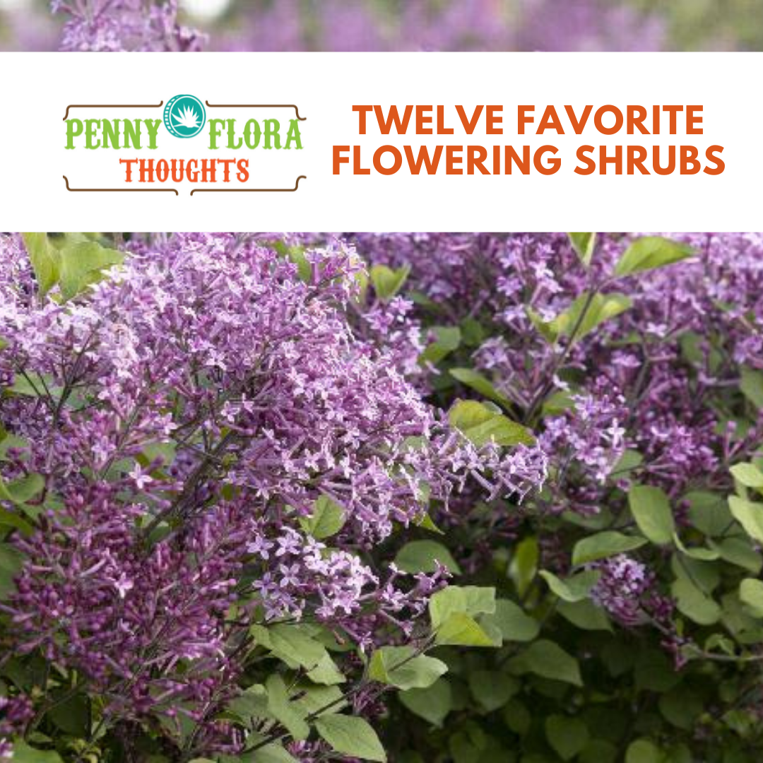 Twelve Favorite Flowering Shrubs