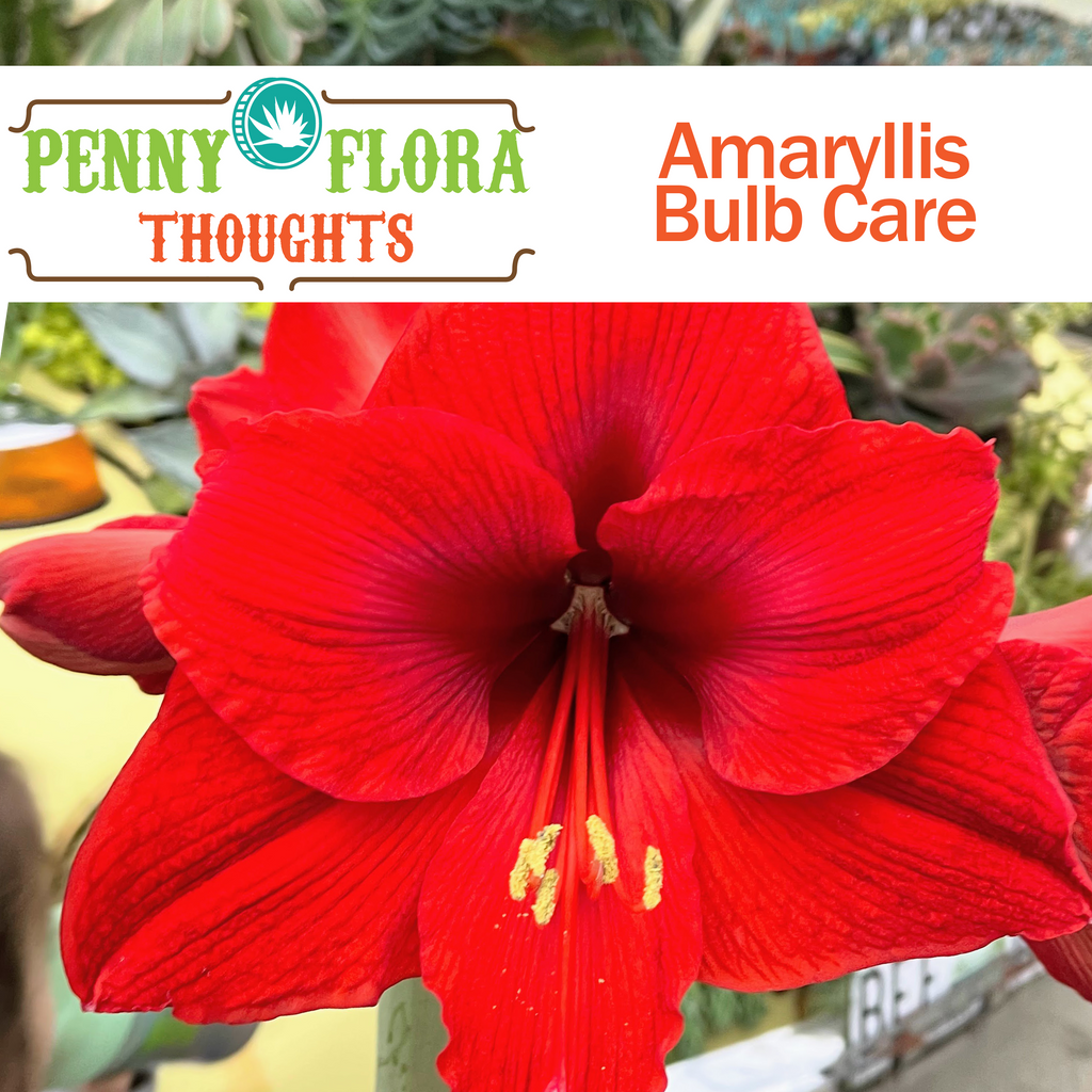 Amaryllis Bulb Care