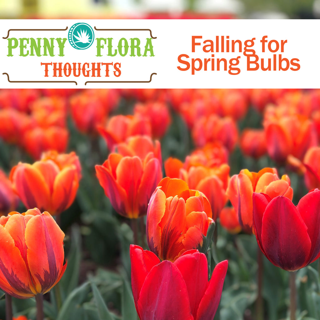 Falling for Spring Bulbs