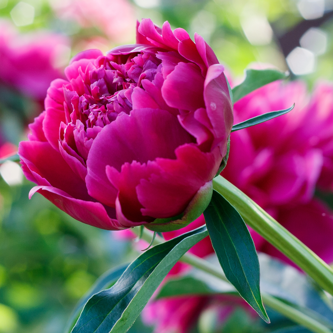 All About Peonies