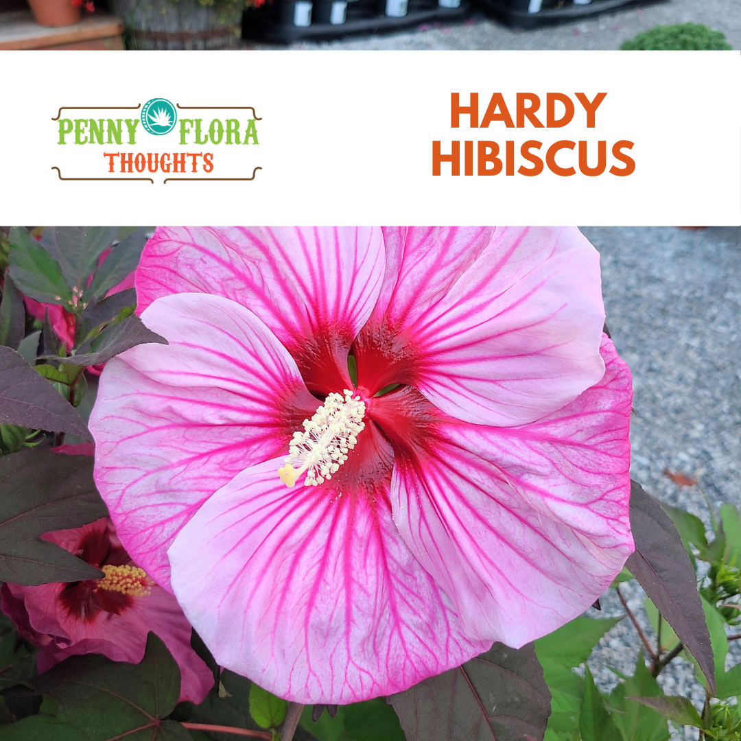Hardy Hibiscus
