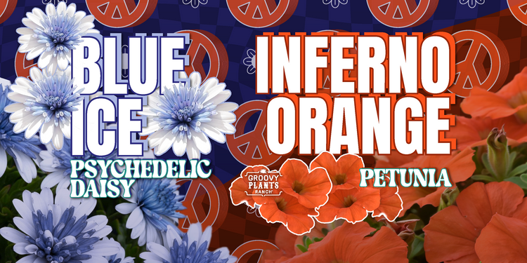 'Blue Ice' Psychedelic Daisy + Inferno Petunia 'The Orange'