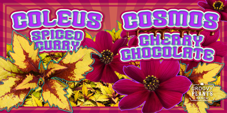 Coleus 'Spiced Curry' + Cosmos 'Cherry Chocolate'