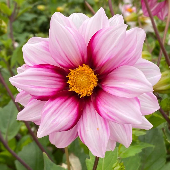 Dahlia Tubers